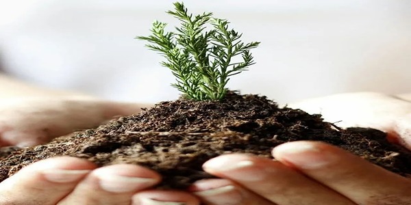 تصویر 2 از قیمت خرید خاک پرومکس عمده + قیمت فروش استثنایی